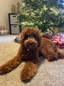 F1 Mini Goldendoodle Sophie of Scout & Tyke